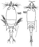 Espce Corycaeus (Ditrichocorycaeus) amazonicus - Planche 1 de figures morphologiques