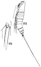 Espce Microsetella norvegica - Planche 1 de figures morphologiques