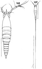 Espce Aegisthus mucronatus - Planche 2 de figures morphologiques