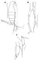 Espce Calanoides patagoniensis - Planche 4 de figures morphologiques