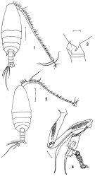 Species Undinula vulgaris - Plate 5 of morphological figures