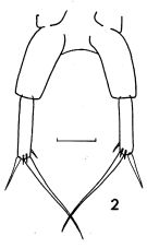 Espce Paracalanus aculeatus - Planche 2 de figures morphologiques