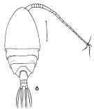 Espce Scolecithrix danae - Planche 10 de figures morphologiques