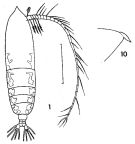 Espce Haloptilus spiniceps - Planche 4 de figures morphologiques