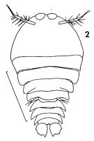 Espce Sapphirina opalina - Planche 1 de figures morphologiques
