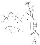 Espce Oithona tenuis - Planche 1 de figures morphologiques