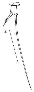 Espce Acartia (Acartia) negligens - Planche 5 de figures morphologiques