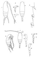 Espce Ctenocalanus vanus - Planche 1 de figures morphologiques
