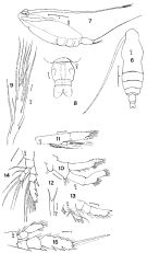 Espce Subeucalanus monachus - Planche 3 de figures morphologiques