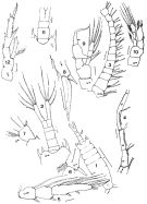 Espce Centropages furcatus - Planche 6 de figures morphologiques