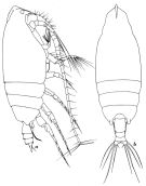Espce Scottocalanus persecans - Planche 2 de figures morphologiques