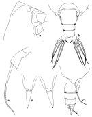 Espce Scottocalanus persecans - Planche 3 de figures morphologiques