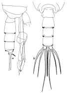 Espce Scottocalanus persecans - Planche 4 de figures morphologiques