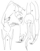 Espce Scottocalanus persecans - Planche 5 de figures morphologiques