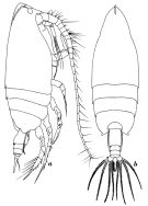 Espce Scottocalanus helenae - Planche 5 de figures morphologiques