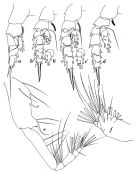 Espce Scottocalanus helenae - Planche 10 de figures morphologiques