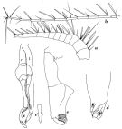 Espce Scottocalanus helenae - Planche 12 de figures morphologiques