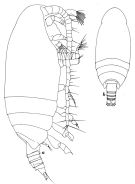 Espce Mixtocalanus alter - Planche 4 de figures morphologiques