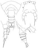 Espce Mixtocalanus alter - Planche 5 de figures morphologiques
