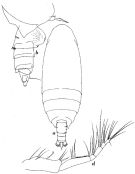 Espce Scolecitrichopsis tenuipes - Planche 1 de figures morphologiques