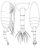 Espce Pseudodiaptomus serricaudatus - Planche 1 de figures morphologiques