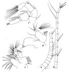 Espce Pseudodiaptomus serricaudatus - Planche 2 de figures morphologiques