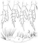Espce Pseudodiaptomus serricaudatus - Planche 3 de figures morphologiques