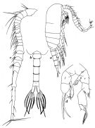 Espce Pseudodiaptomus serricaudatus - Planche 5 de figures morphologiques