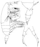 Espce Candacia magna - Planche 1 de figures morphologiques