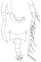 Espce Candacia magna - Planche 5 de figures morphologiques