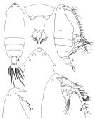Species Pontella gaboonensis - Plate 1 of morphological figures