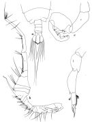 Espce Pontella gaboonensis - Planche 6 de figures morphologiques