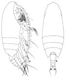 Espce Paivella inaciae - Planche 1 de figures morphologiques