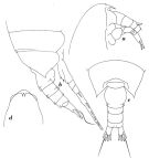 Espce Paivella inaciae - Planche 2 de figures morphologiques