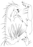 Espce Paivella inaciae - Planche 3 de figures morphologiques