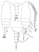 Espce Paivella inaciae - Planche 5 de figures morphologiques