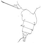 Espce Scottocalanus helenae - Planche 8 de figures morphologiques
