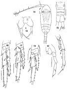 Espce Paracalanus parvus - Planche 3 de figures morphologiques