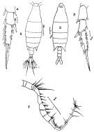 Espce Labidocera fluviatilis - Planche 2 de figures morphologiques