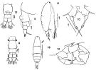 Espce Acartia (Acanthacartia) tonsa - Planche 10 de figures morphologiques