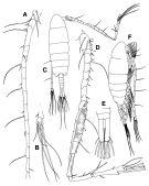Espce Tortanus (Atortus) capensis - Planche 2 de figures morphologiques