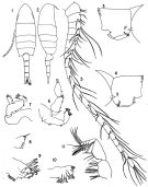 Espce Pseudodiaptomus marinus - Planche 1 de figures morphologiques