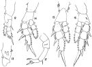 Espce Pseudodiaptomus marinus - Planche 2 de figures morphologiques