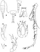 Espce Pseudodiaptomus marinus - Planche 3 de figures morphologiques