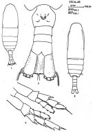 Espce Mesocalanus tenuicornis - Planche 4 de figures morphologiques