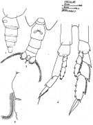 Espce Neocalanus gracilis - Planche 6 de figures morphologiques