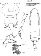 Espce Subeucalanus crassus - Planche 4 de figures morphologiques