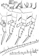 Espce Subeucalanus monachus - Planche 6 de figures morphologiques