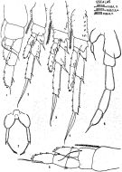 Espce Paracalanus parvus - Planche 5 de figures morphologiques