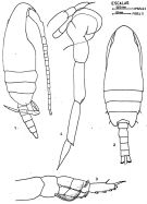 Espce Paracalanus denudatus - Planche 3 de figures morphologiques
